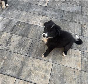 Border collie puppies