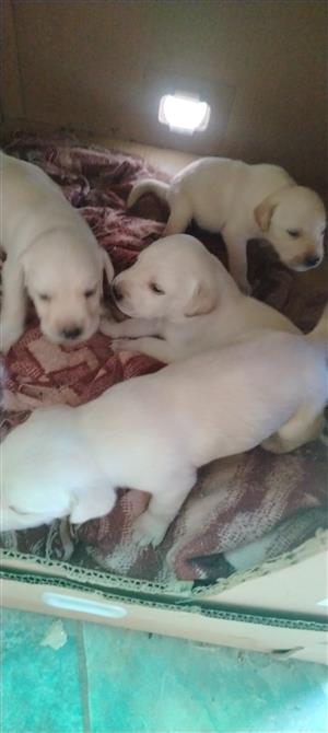 Adorable pure bread Labrador puppies 