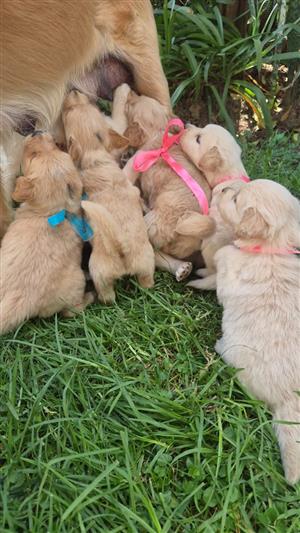 Beautiful Golden Retriever puppies available