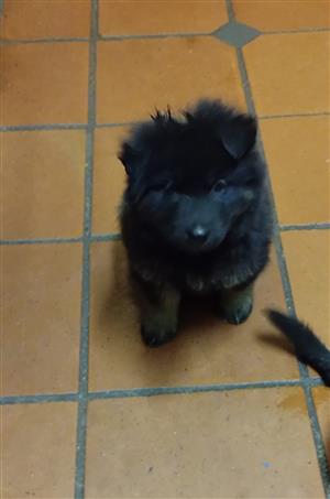 German shepherd puppies 