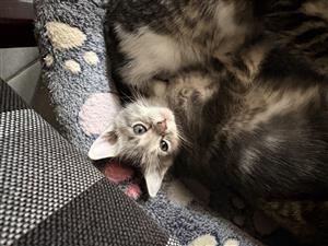 3 kittens Available For Sale