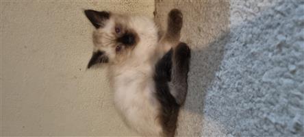 Ragdoll Siamese Kitten Female 