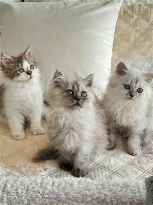 Persian Chinchilla kittens