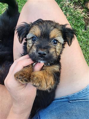 Yorkshire Terrier Puppies