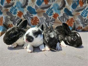 Min rex rabbits 