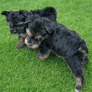 Beautiful Yorkie Puppy (Male)