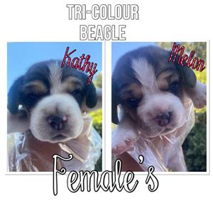 Tri-coloured female Beagle Puppies for Sale