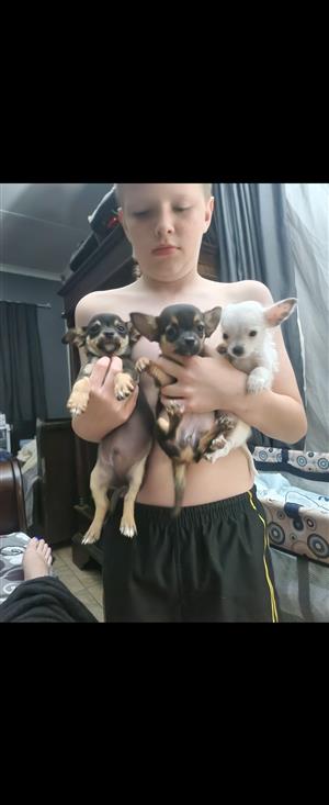 Chihuahua puppies