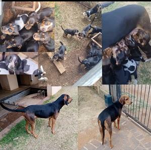 Coon dogs for sale
