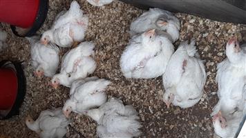 50 Broiler chickens for sale . R60 each 12weeks old.