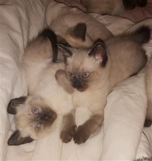 Ragdoll Siamese Kittens 