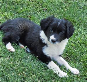 Border Collie puppies 