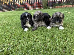 Pekingese puppies for Sale