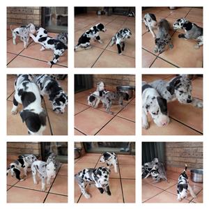 Pure Bred Great Dane Puppies for sale