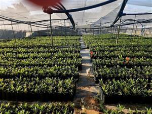 Farm For Sale in Nelspruit Rural