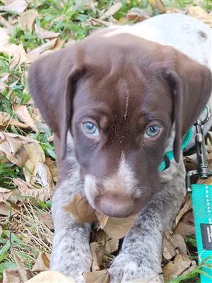 German Shorthaired Pointer Male Puppy KUSA REGISTERED Puppies KUSA REGISTERED 