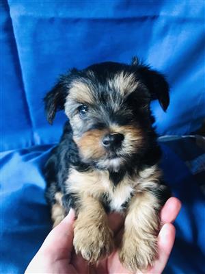 Yorkie puppy’s for sale  10 weeks old 
