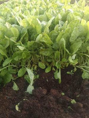 Fordhook Giant Spinach Seedlings