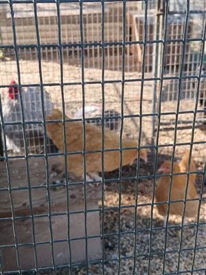 buff orpingon hens
