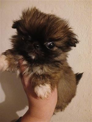 Adorable pekingese girls available 