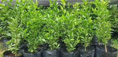 Naartjie plant