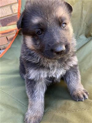 German Shepherd 
