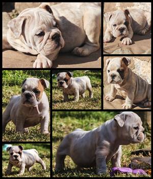 English bulldog puppies 