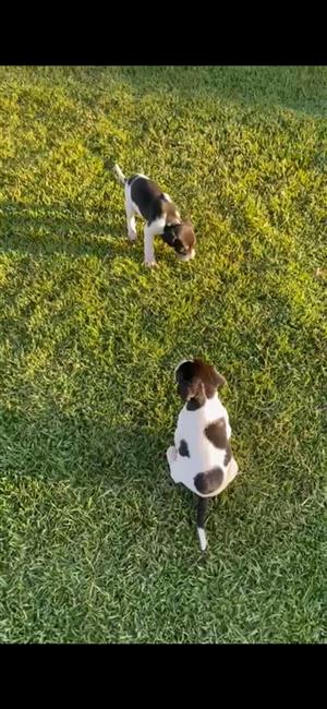 Fox Terrier puppies for sale