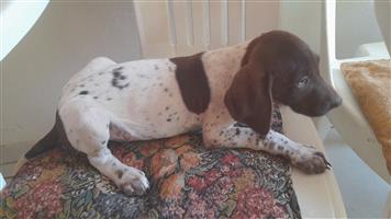 Gsp  puppies for sale 