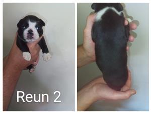 Boston terrier puppy's 