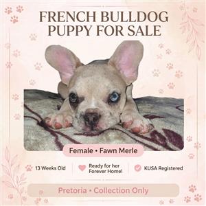 French Bulldog Female for sale