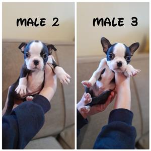 Boston Terrier Puppies for Sale 