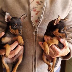 miniature pinscher pups