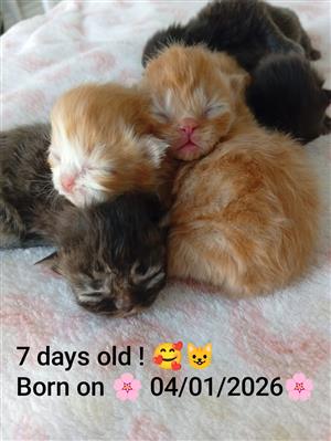Beautiful Persian Kittens Available 