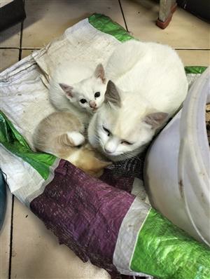 Ragdoll Cross kittens x 2