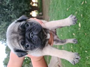 Pug Puppies In Dogs And Puppies In South Africa Junk Mail