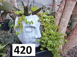 Head planter with plants. Blouberg