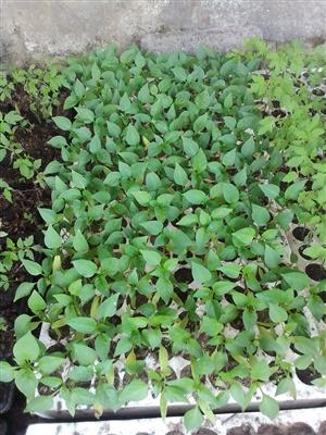 Vegetable Seedlings Available