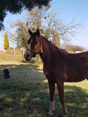 Arab Mare for Sale