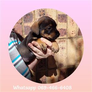 Chiweenie female puppy 