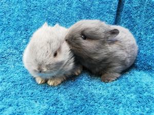Angora Dwarf Rabbits