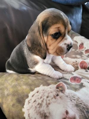 Beagle Puppy 7 weeks (Kusa Registered) 