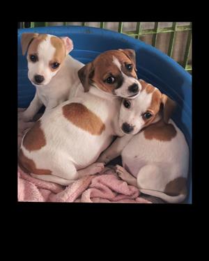 Jack Russel pups