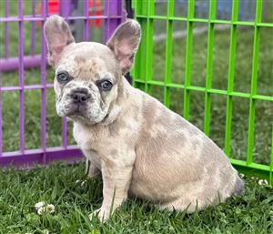 Gorgeous Exotic French bulldog puppies available 