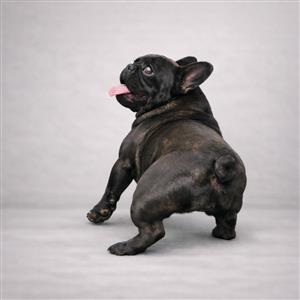 Bibi : Frenchie Private Placement Collection