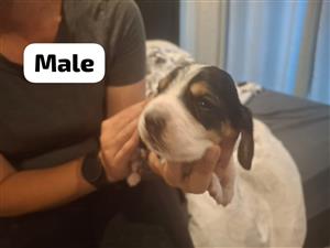 Basset Hound Puppies