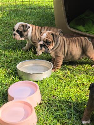 Gorgeous English bulldog puppies available