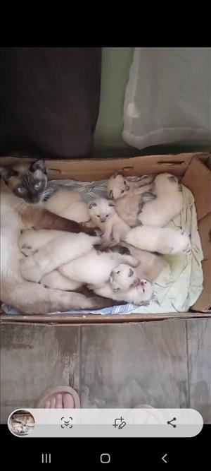 Siamese Ragdoll kittens