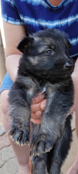 German shepherd puppies available 