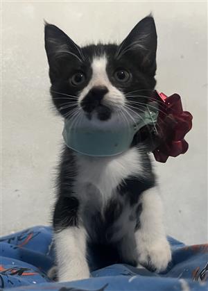 Gorgeous Chimera Oriental